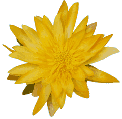 Lotusblume